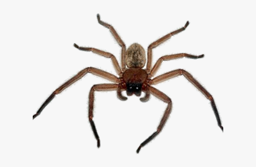 Spider Png Transparent Images, Png Download