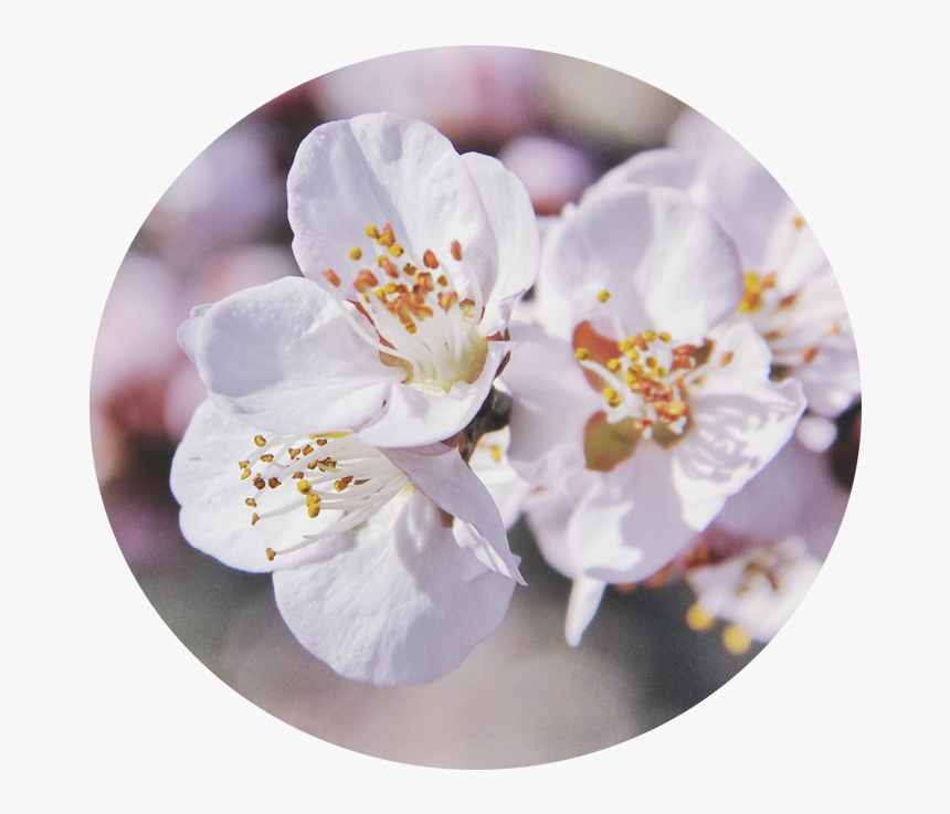 Cherry Blossom, HD Png Download