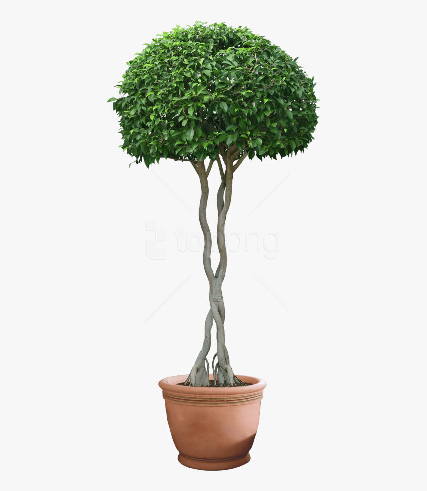 Download Plants Png Images Background, Transparent Png