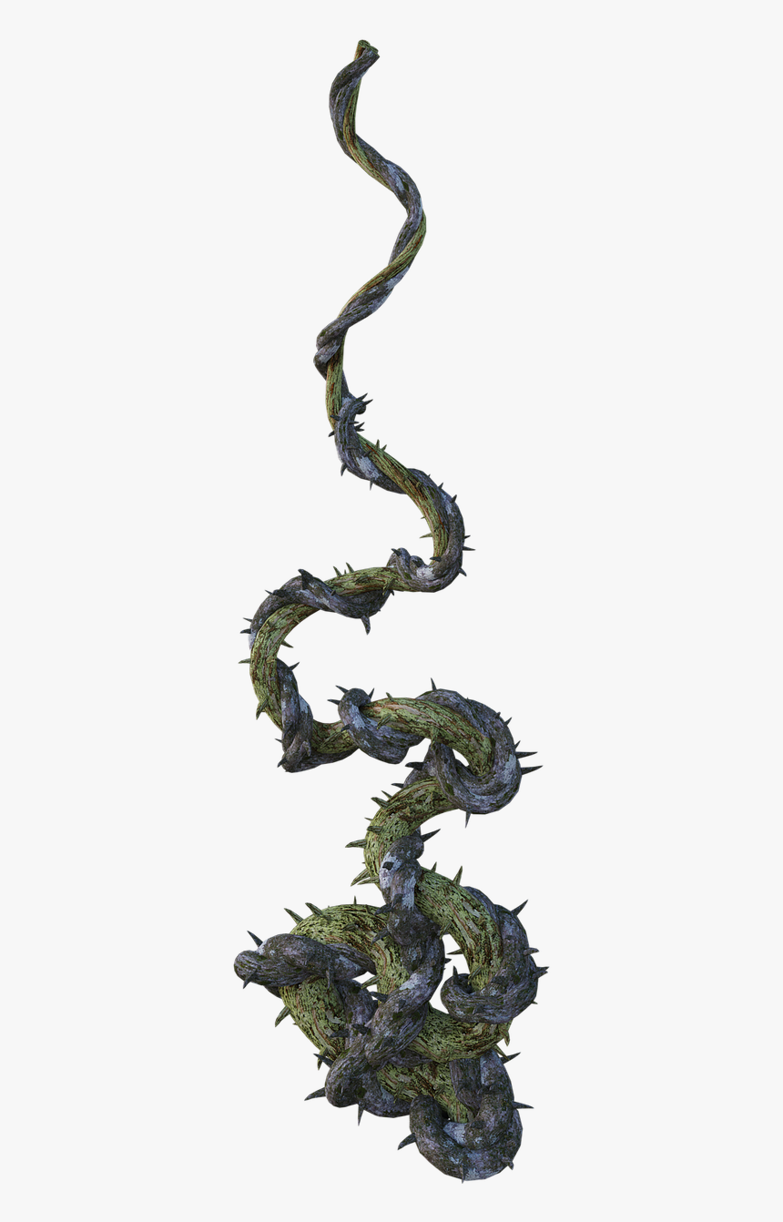 Vine Png, Transparent Png