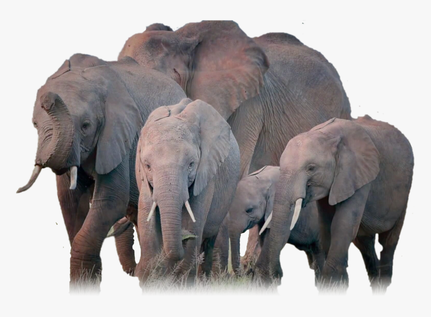 Elephants, Png V, Transparent Png