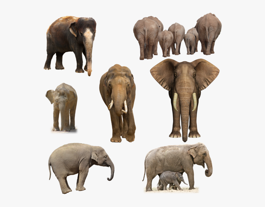 Elephant Png Pic, Transparent Png