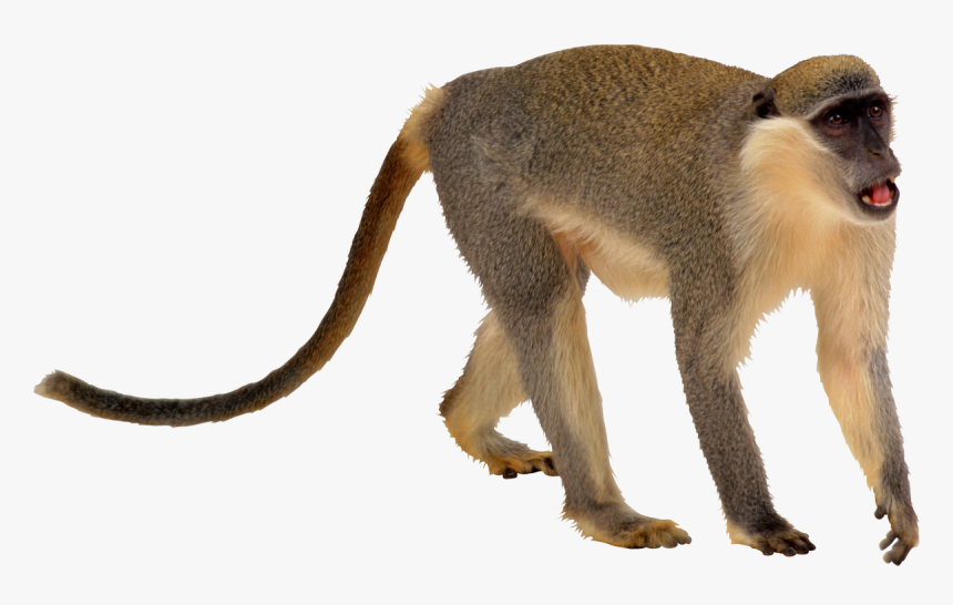 Monkey Png Transparent, Png Download