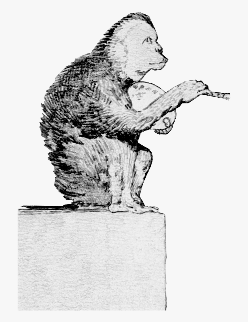 Monkey, HD Png Download