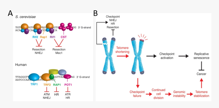 Shelterin-telomere Complexes, HD Png Download