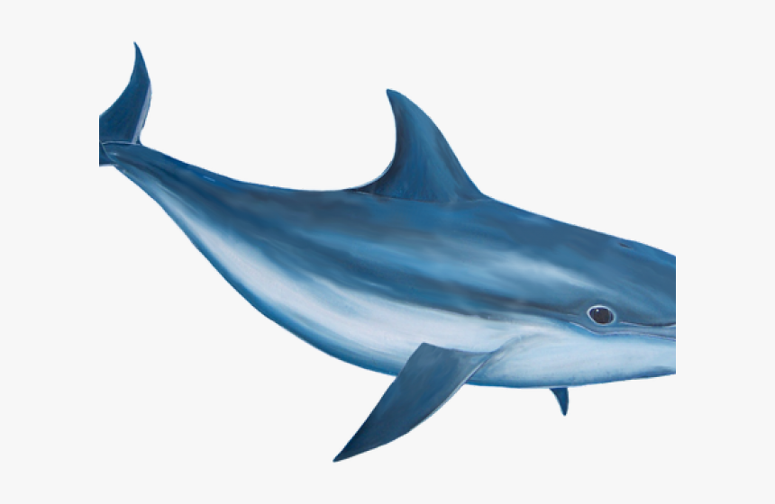 Bottlenose Dolphin Clipart Realistic, HD Png Download