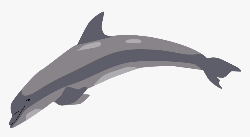 Dolphin , Png Download, Transparent Png