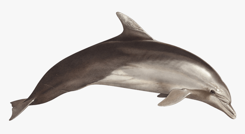 Tethys Research Institute, HD Png Download