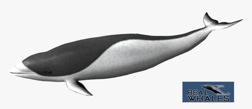 Right Whale Dolphin Png, Transparent Png