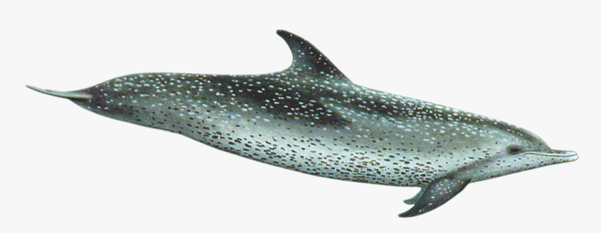Atlantic Spotted Dolphin, HD Png Download