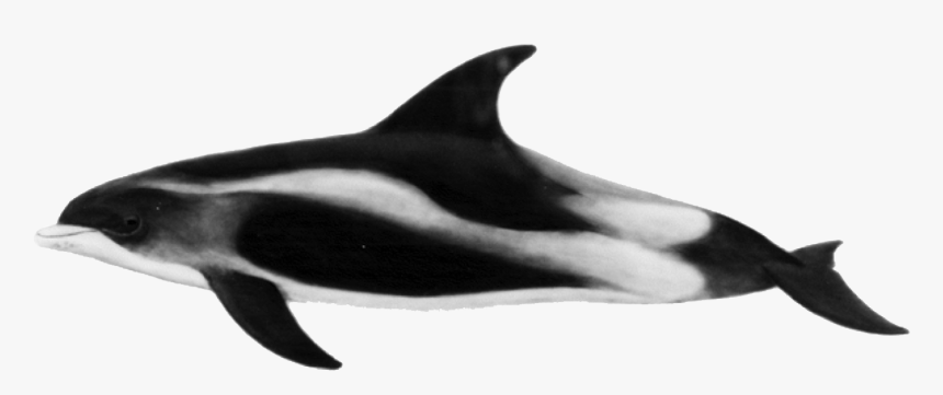 Transparent Dolphins Clipart Black And White, HD Png Download