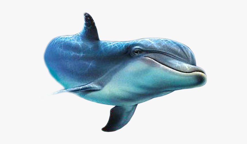 Dolphin Png, Transparent Png