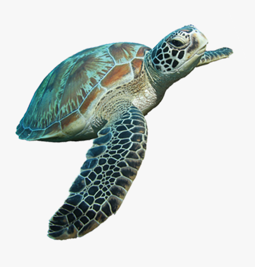 Turtle Cartoon Tortoise Clip Art, HD Png Download