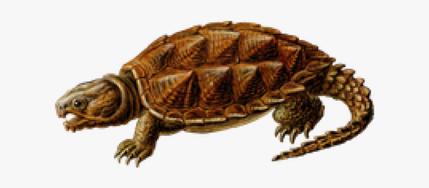 Snapping Turtle Png Transparent Images, Png Download