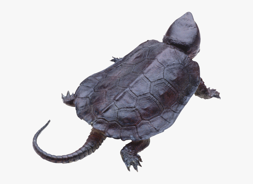 Turtle Png, Transparent Png
