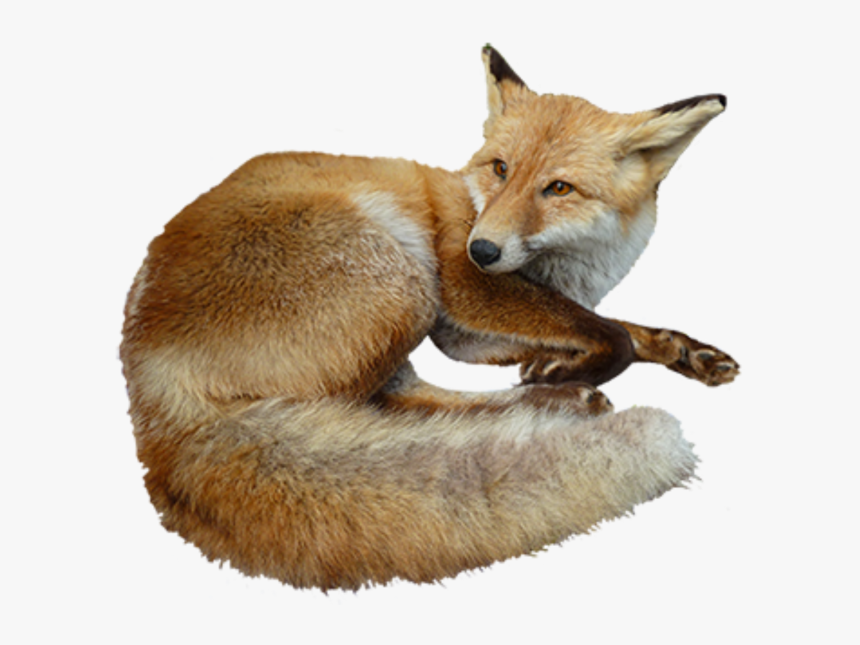 Fox Png, Transparent Png