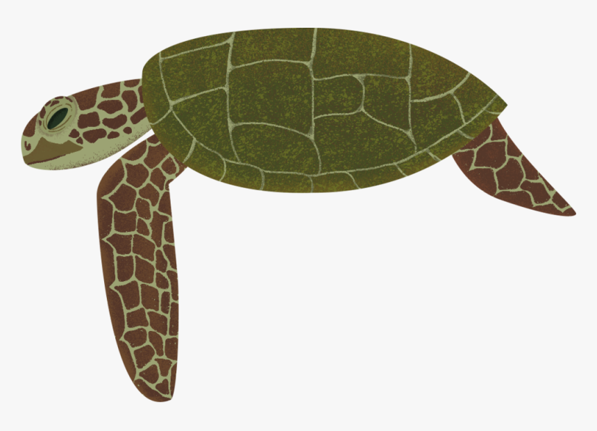 Turtle Png, Transparent Png