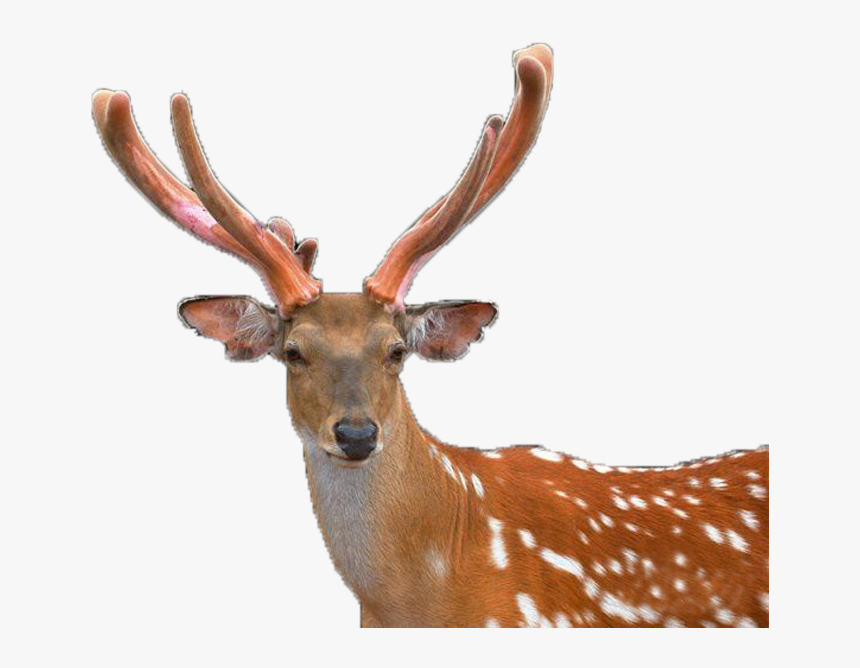 Deer Png, Transparent Png