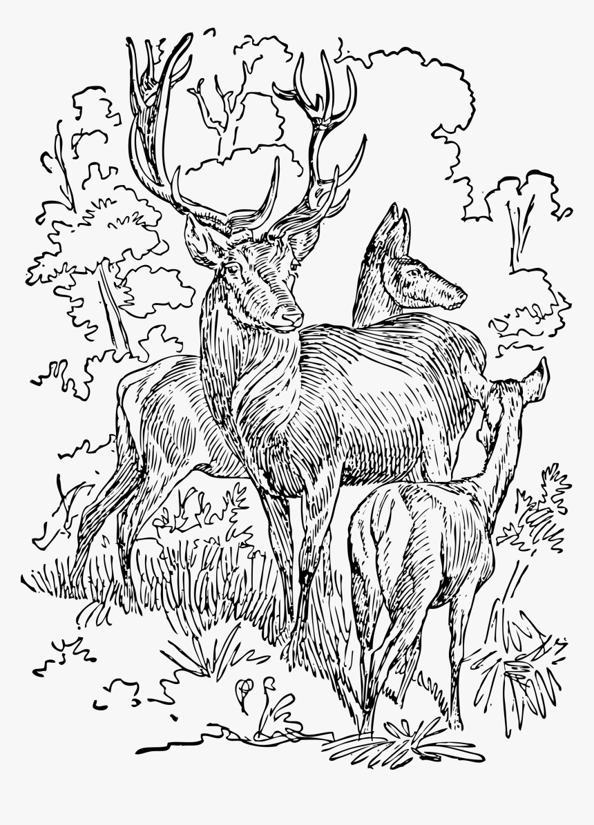 This Free Icons Png Design Of Red Deer Clipart , Png, Transparent Png