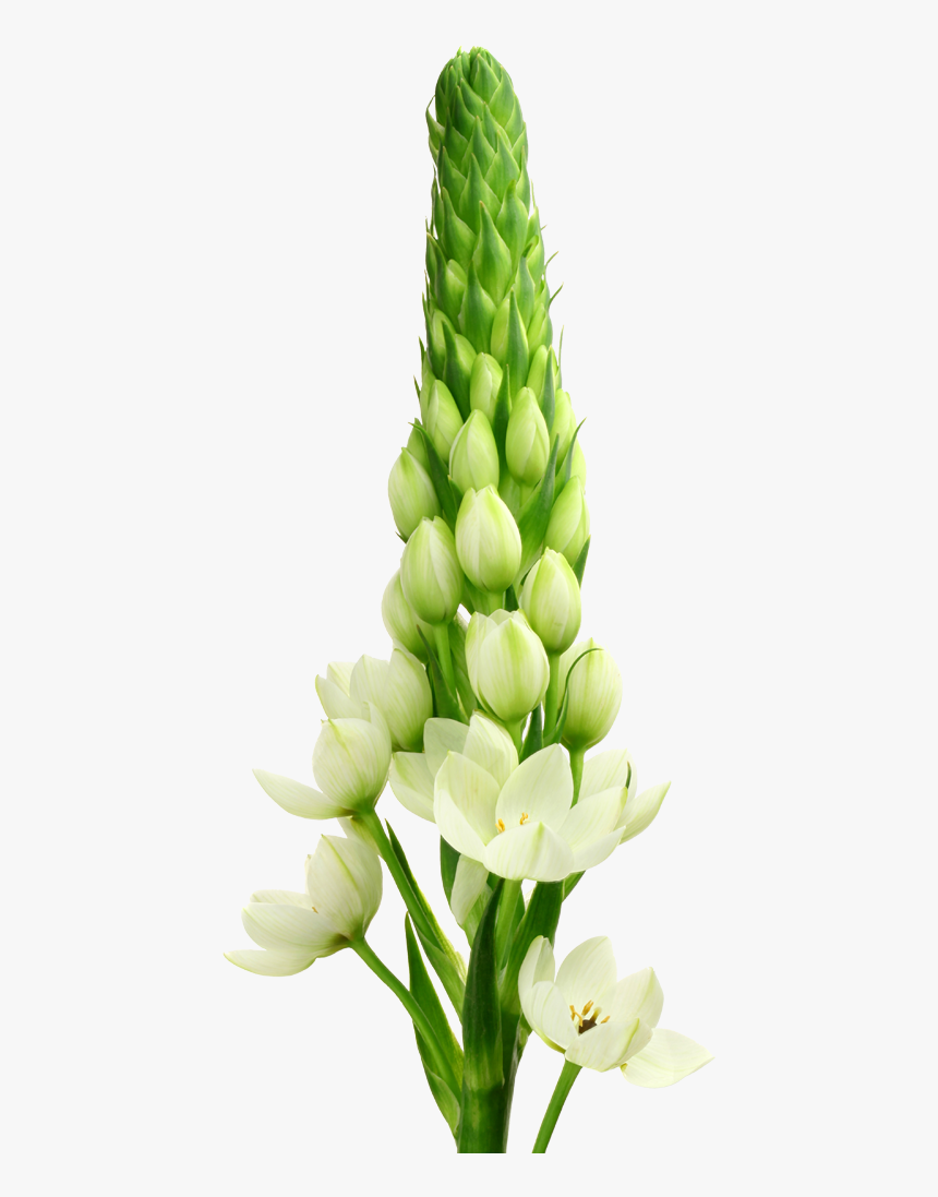 White Star Png, Transparent Png