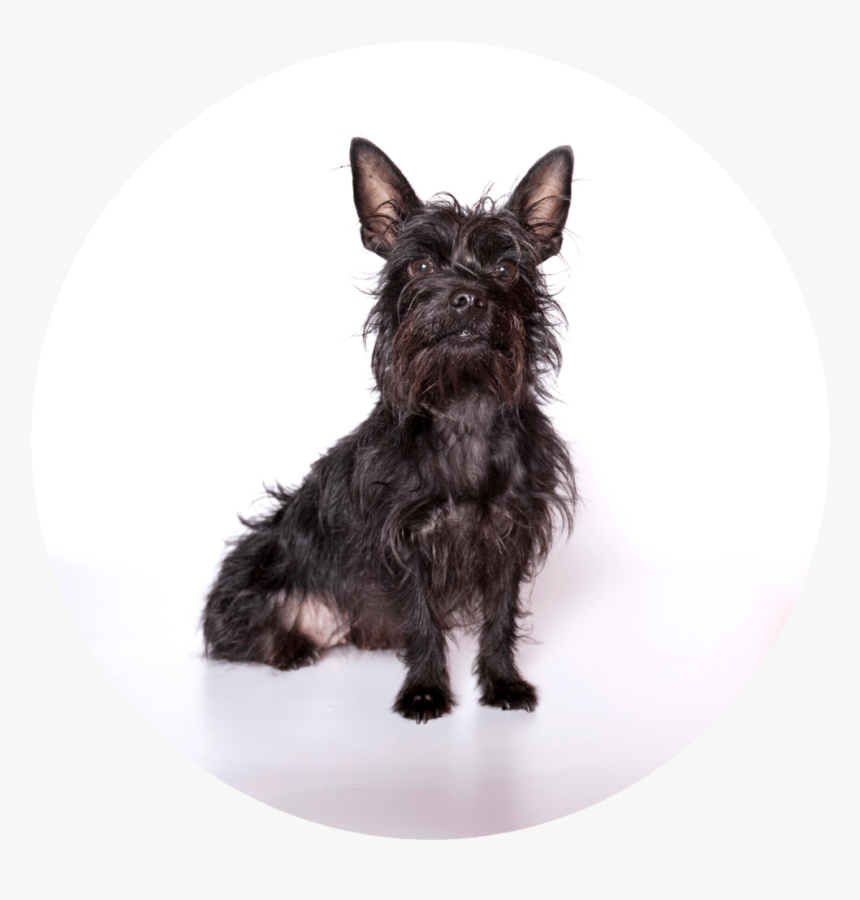 Puppy Board And Train, HD Png Download