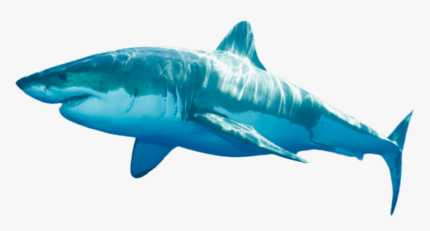 9 Foot Long Shark , Png Download, Transparent Png