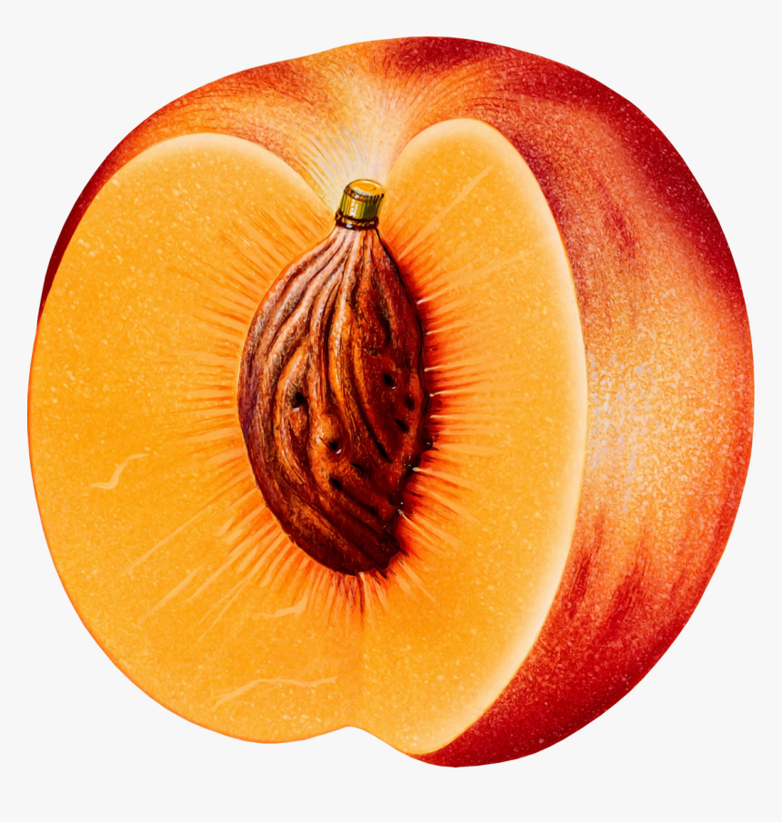 Peach Png, Transparent Png