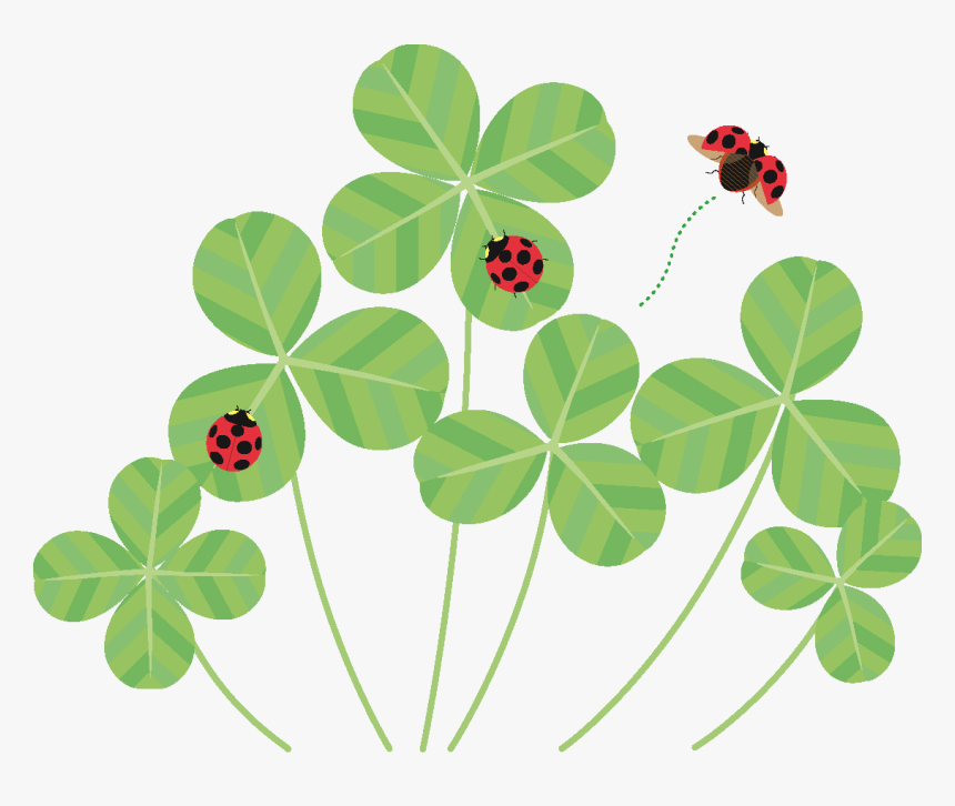 Shamrock, HD Png Download