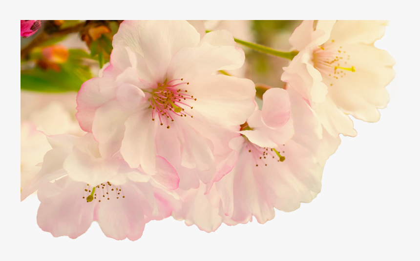 Blur Png, Transparent Png