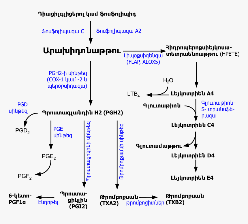 Eicosanoid Synthesis Arm, HD Png Download