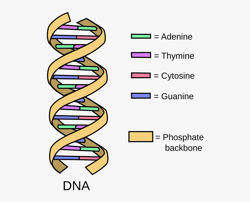 Схема днк рисунок. DNA structure. DNA строение. Молекула ДНК простой рисунок. ДНК красивая схема.