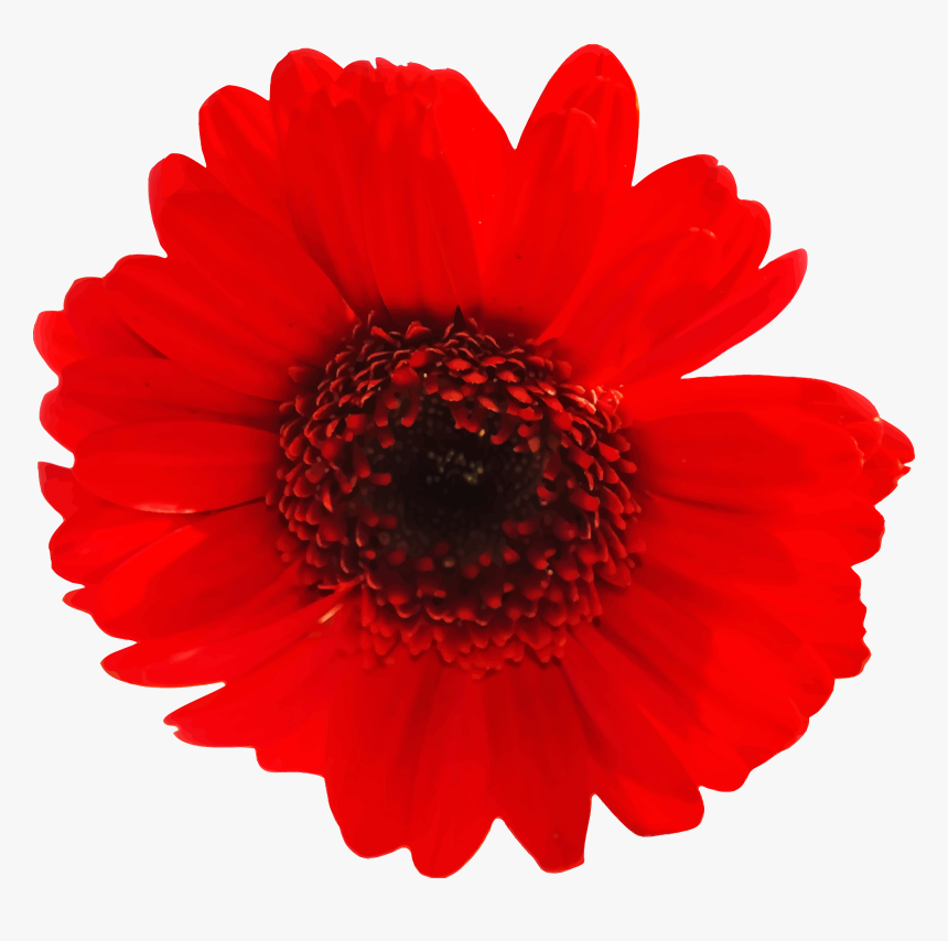 Gerber Daisy Png Clipart , Png Download, Transparent Png