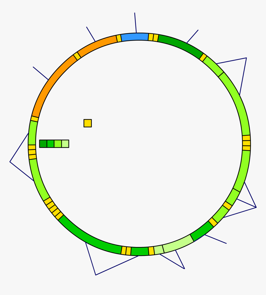 Mitochondrial Dna Blank, HD Png Download