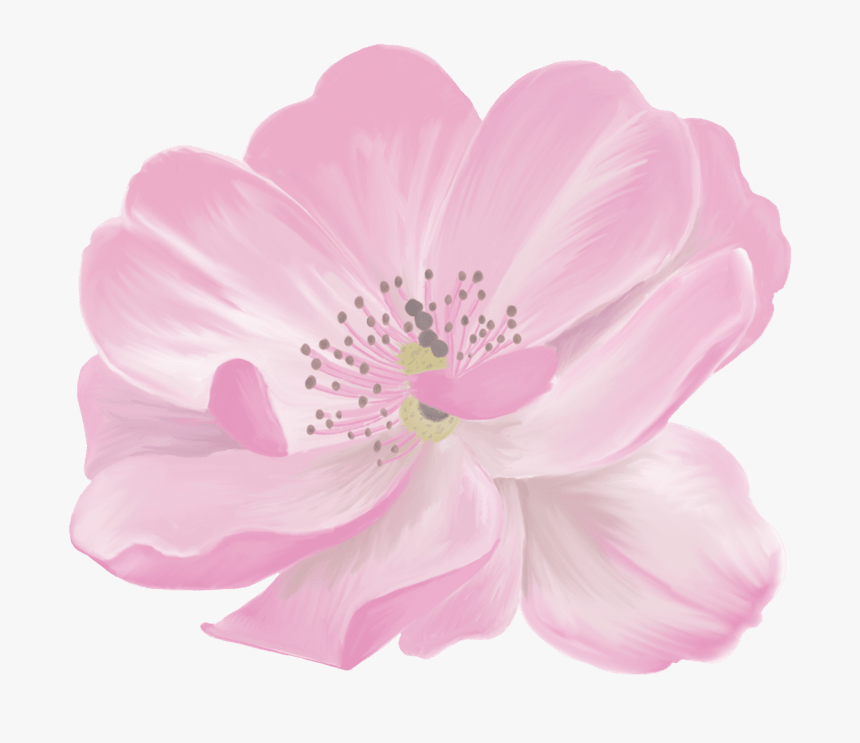 Barberton Daisy , Png Download, Transparent Png