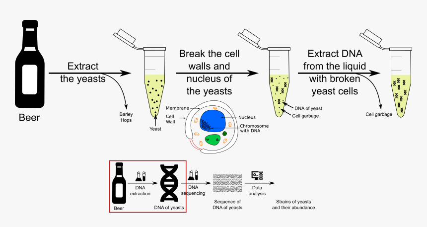 Dna Png, Transparent Png