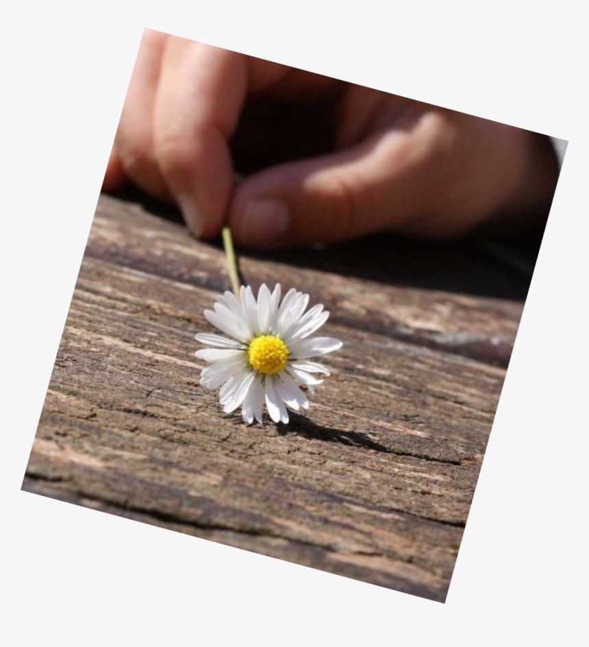 Daisy Png, Transparent Png