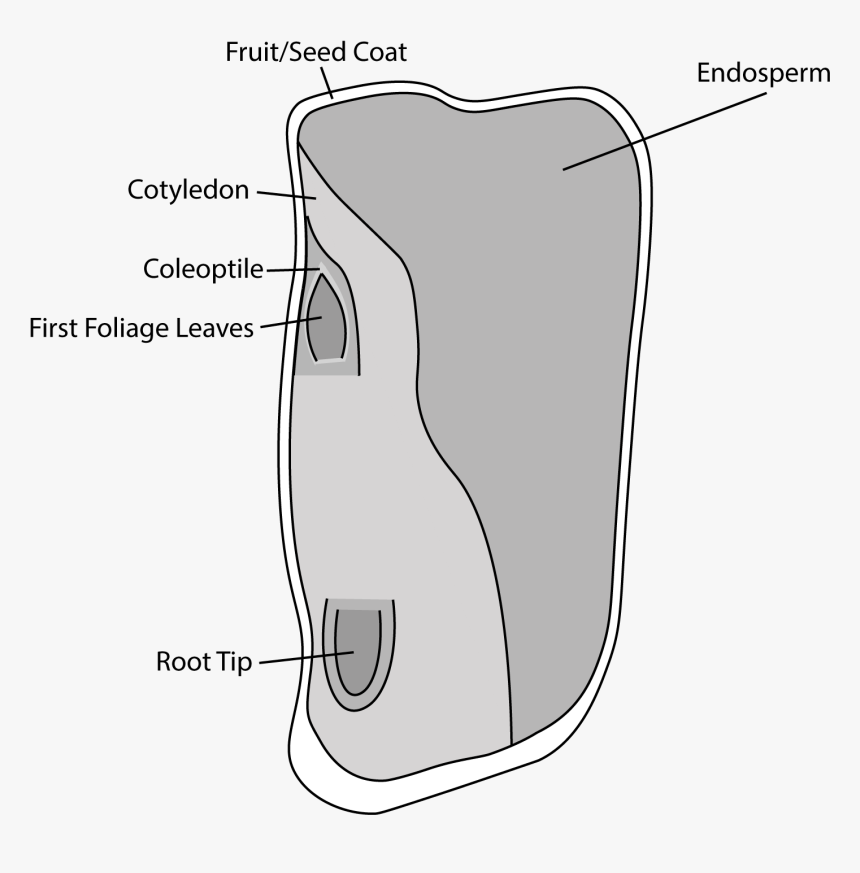 Labelled Corn Seed Illustration, HD Png Download , Transparent Png
