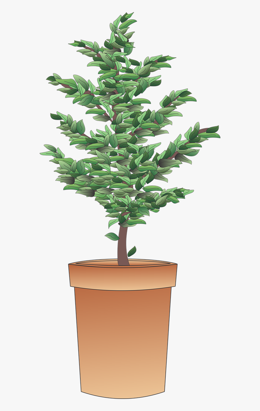 Shrub Png, Transparent Png