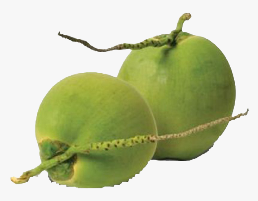 Green Coconut Png High-quality Image, Transparent Png
