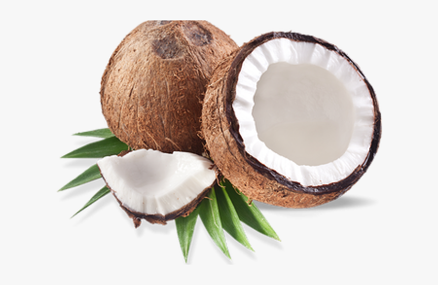 Coconut Png Transparent Images, Png Download