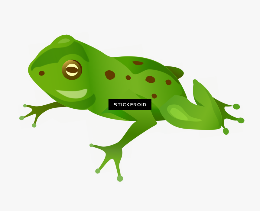 Frog , Png Download, Transparent Png
