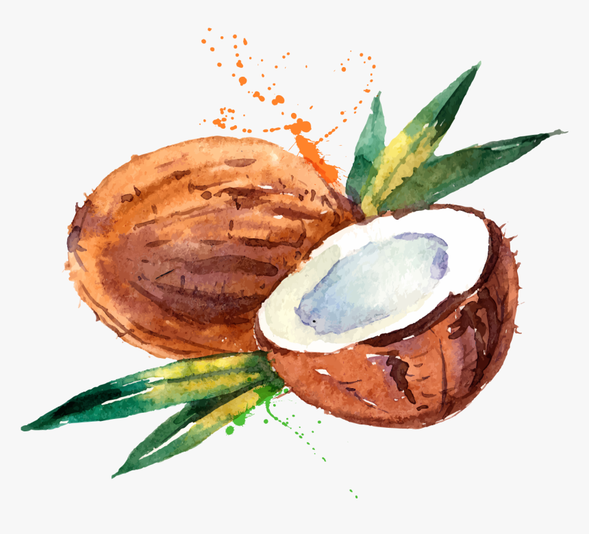 Coconut Water Coconut Milk Watercolor Painting, HD Png Download