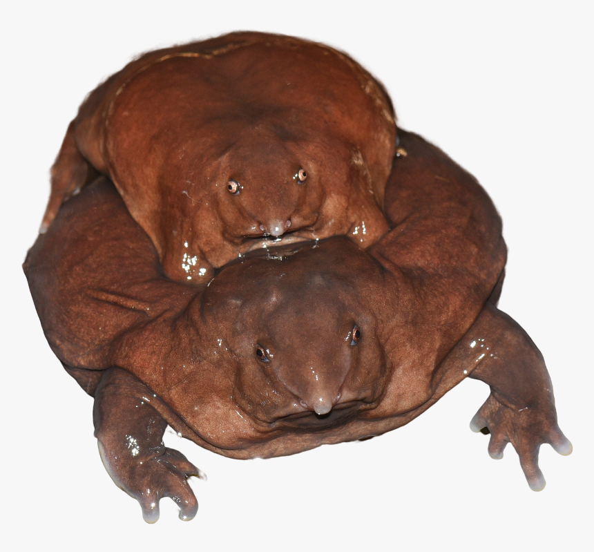Purple Frog © Sandeep Das, HD Png Download