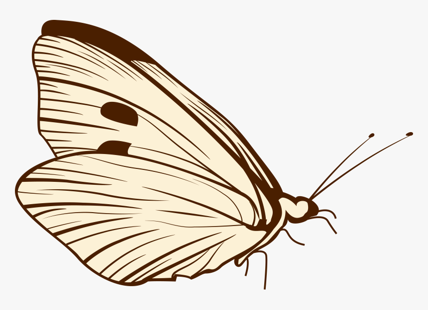 Butterflies Png, Transparent Png