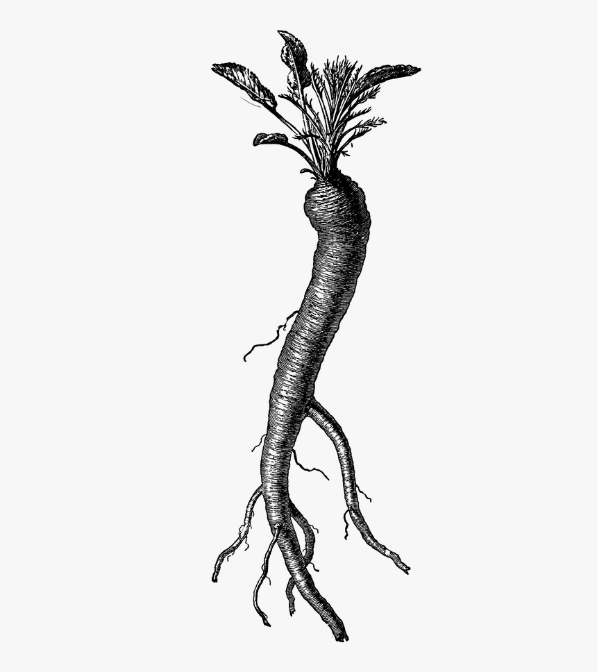 Vintage Clipart Carrot, HD Png Download