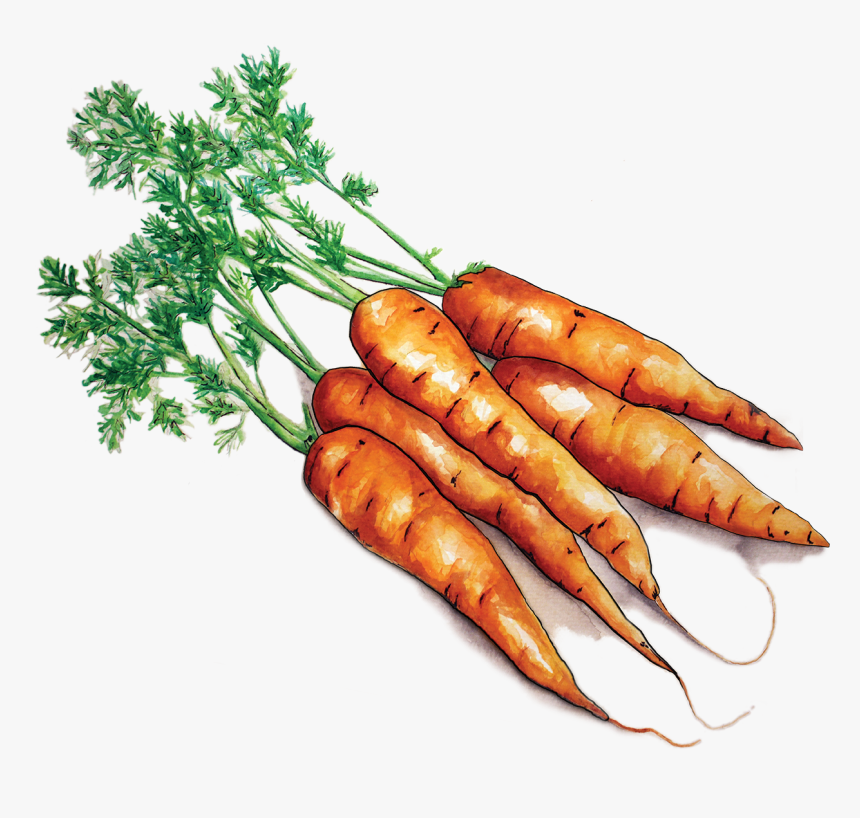 Carrots, HD Png Download