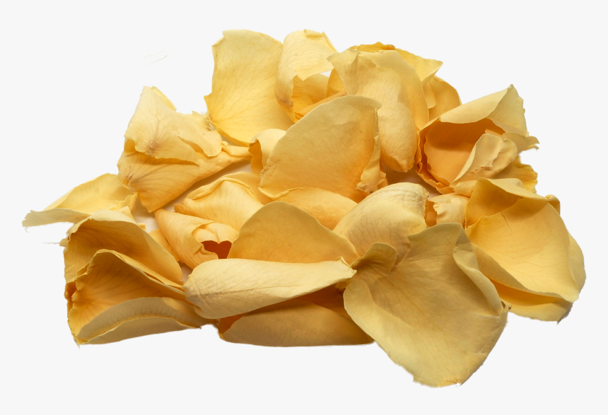Transparent Rose Petal Png, Png Download