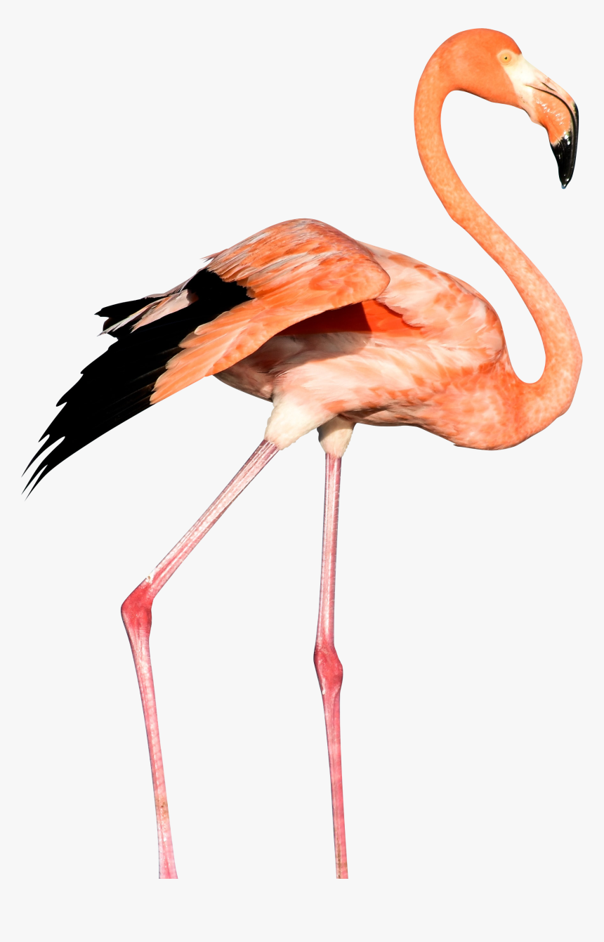 Flamingo Png, Transparent Png