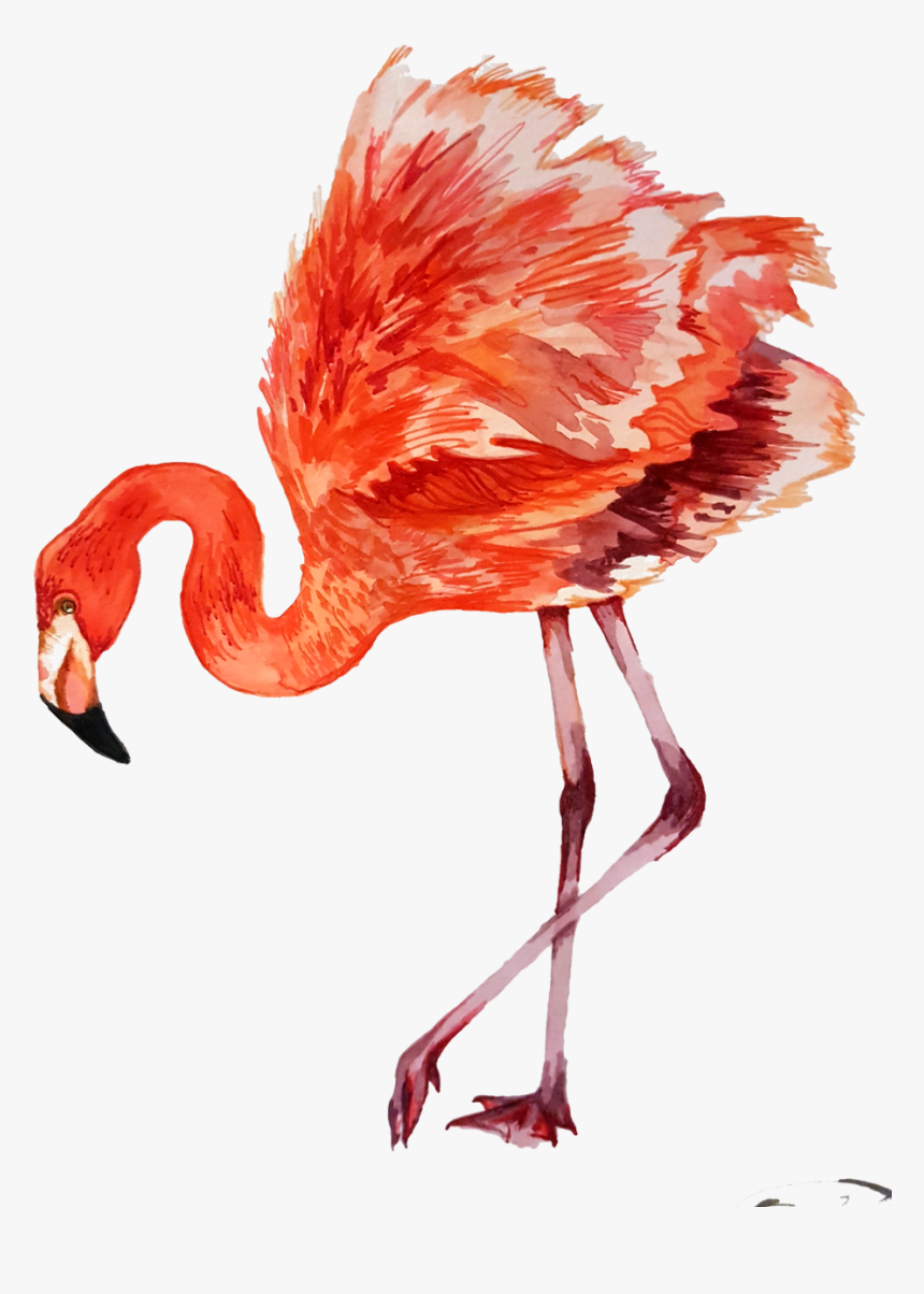 Flamingo, HD Png Download