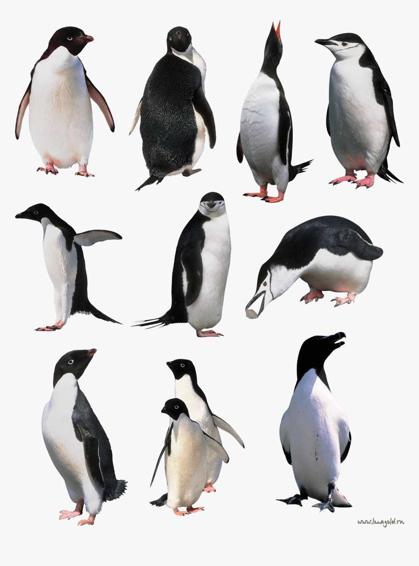 Penguin Png Image Background, Transparent Png